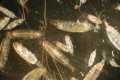 120px-Przyroda zooplankton.jpg