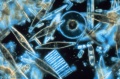 120px-Przyroda fitoplankton diatom.jpg