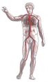 180px-Układ oddechowy i krwionośny krążenie.jpg