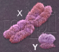 180px-Chromosom plciowy.gif