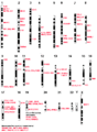 440px-Fizjologia nowotwory ideogram chromosomów.gif
