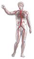 Układ oddechowy i krwionośny krążenie.jpg
