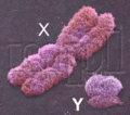Chromosom plciowy.gif
